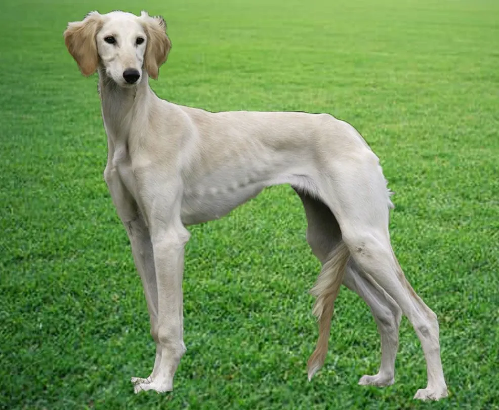 Mudhol Dog Breed Breeder