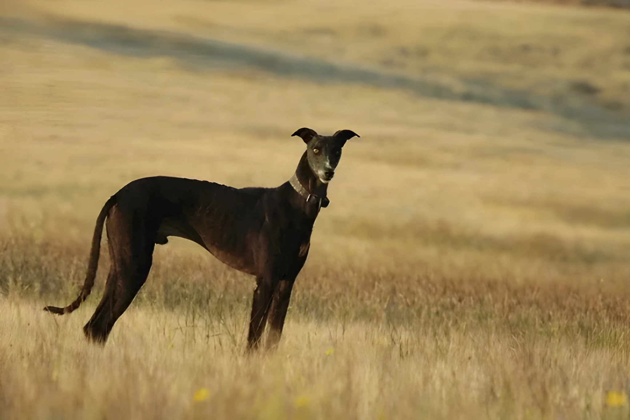 Mudhol Dog Breed