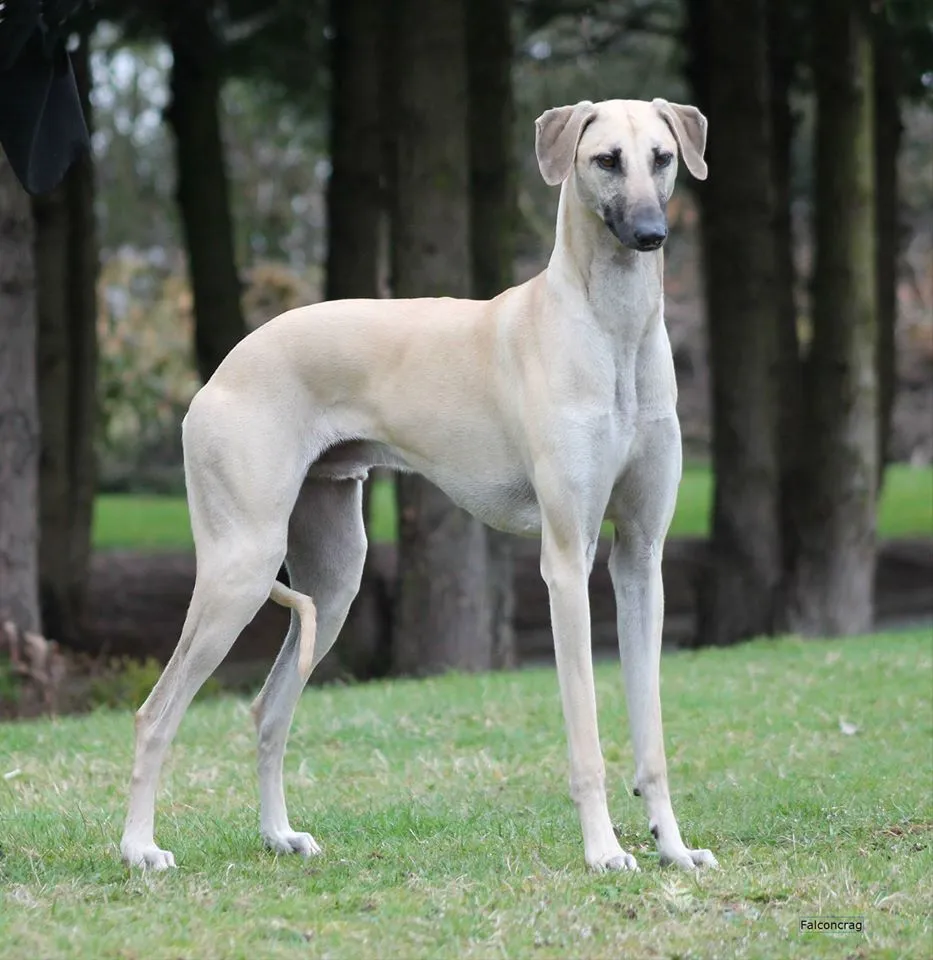 Mudhol Dog Price in India