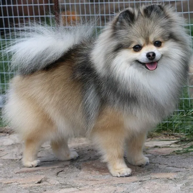 Pomeranian Breeder in India