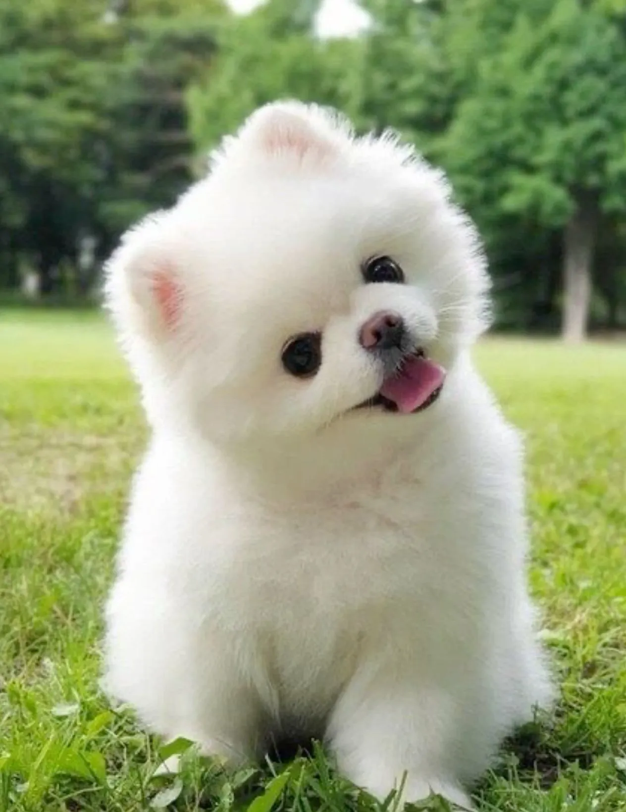Pomeranian Climate Need