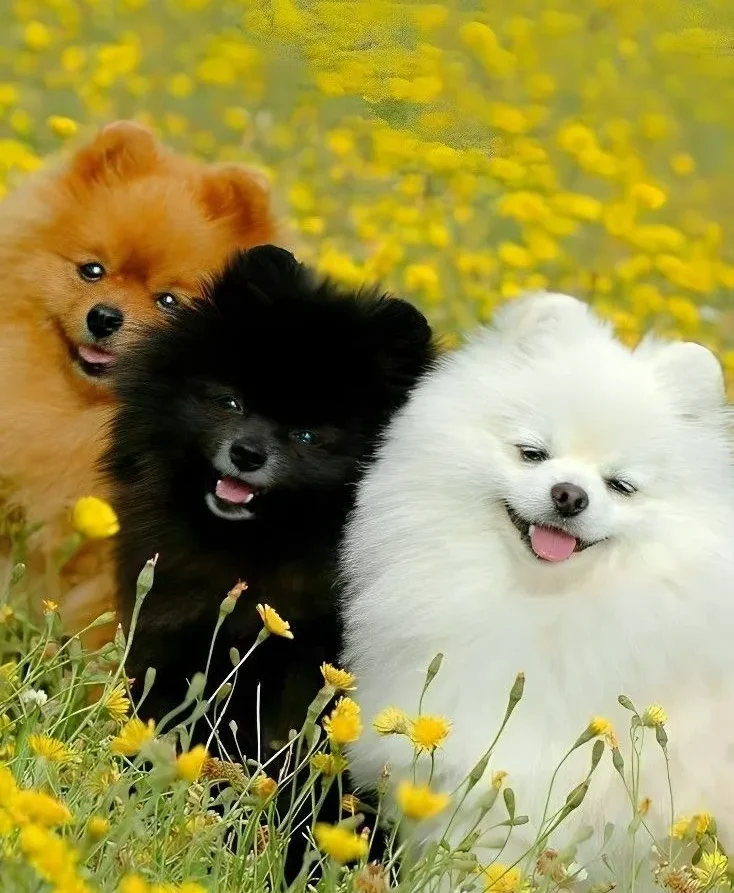 Pomeranian Dog and Black Pomeranian Dog