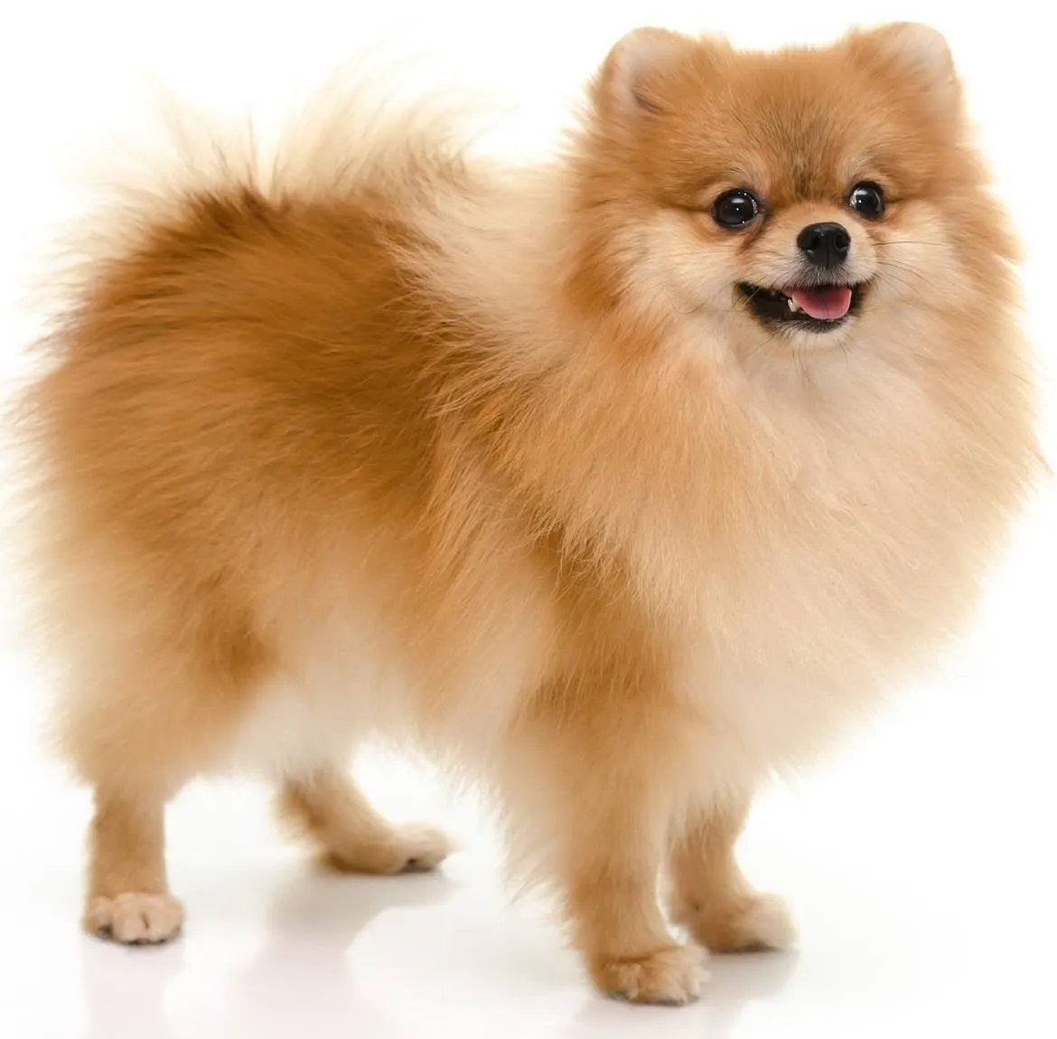 Pomeranian Physical Profile
