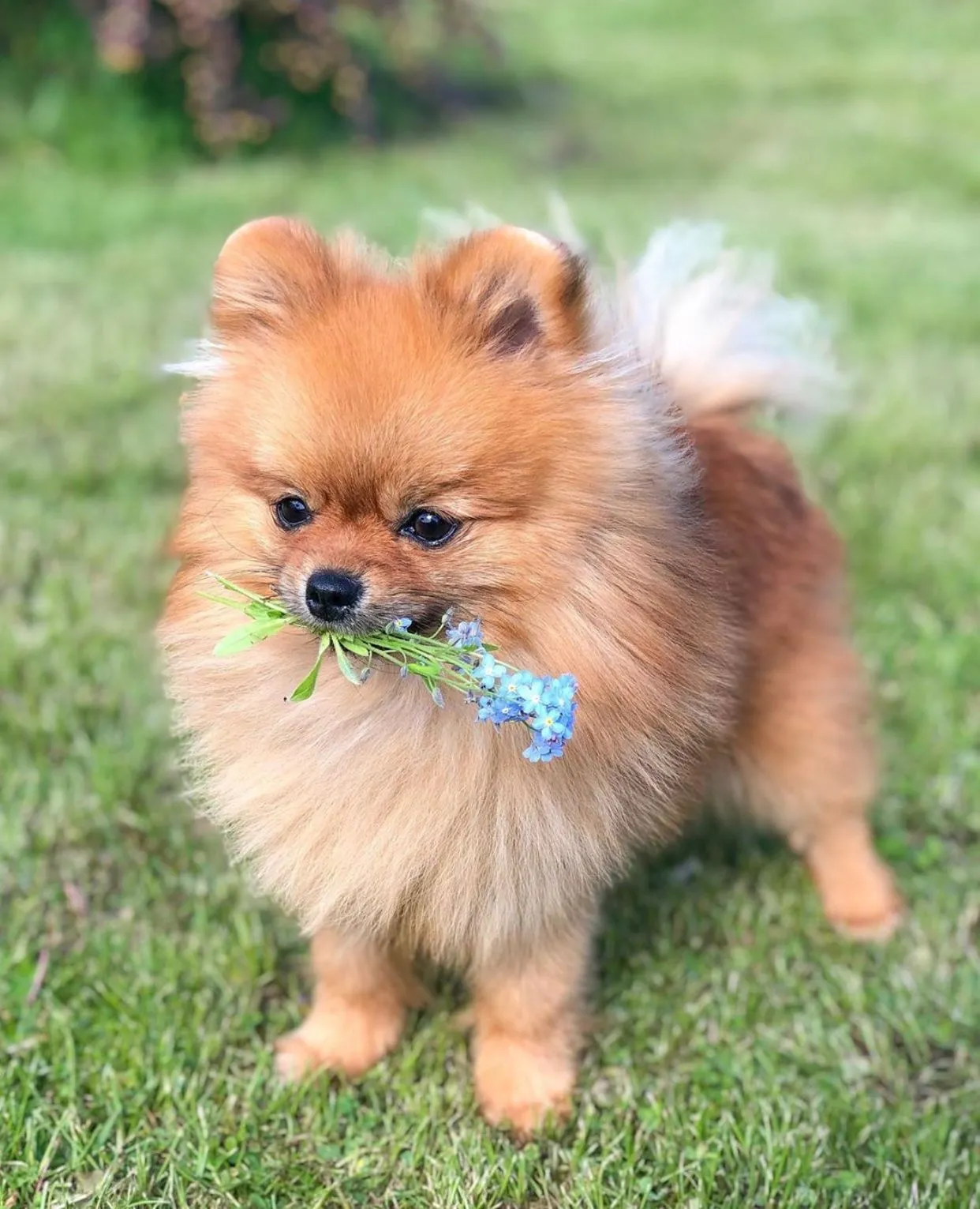 Pomeranian Temperament