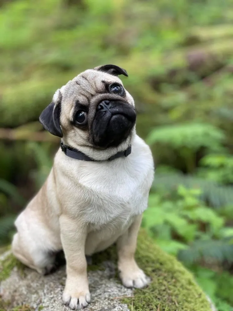 Pug Personality