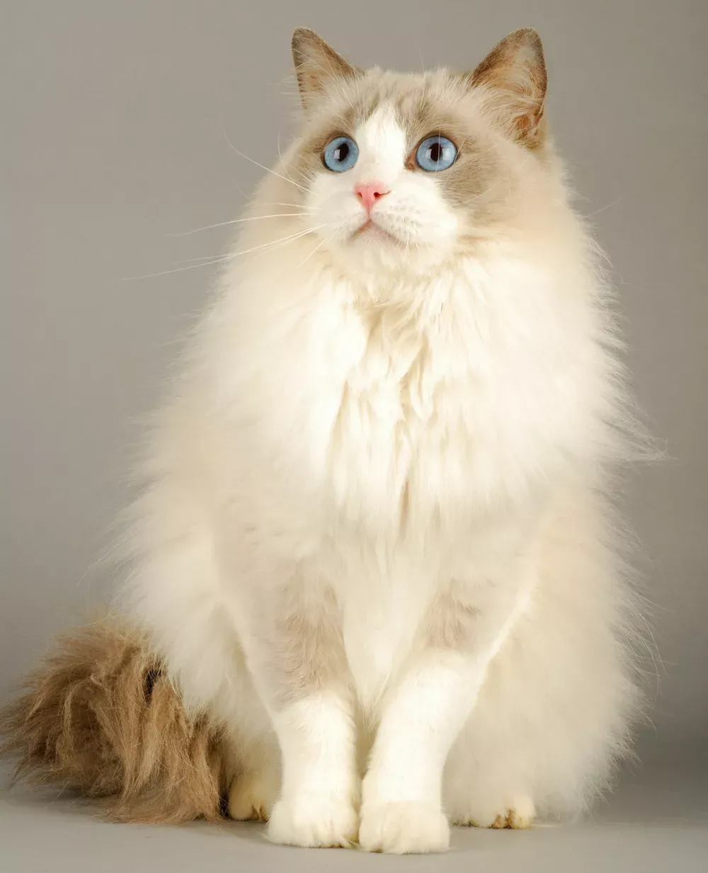 Ragdoll Cat Price In India