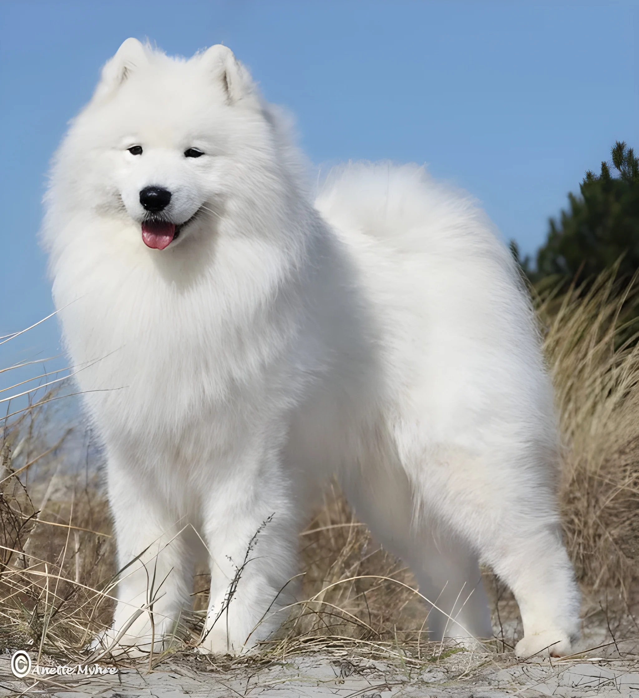 Samoyed Dog Price