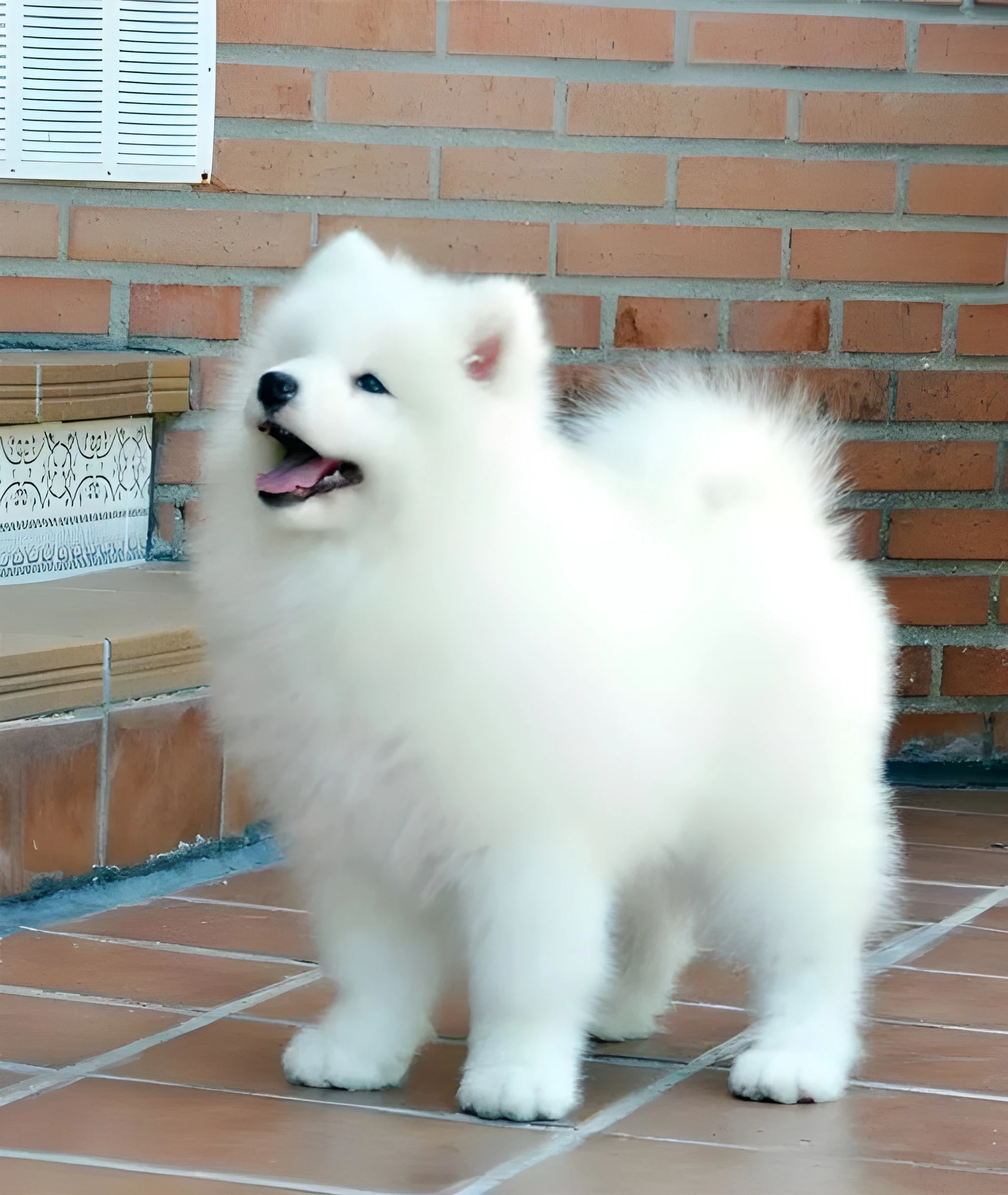Samoyed Dog Temperament