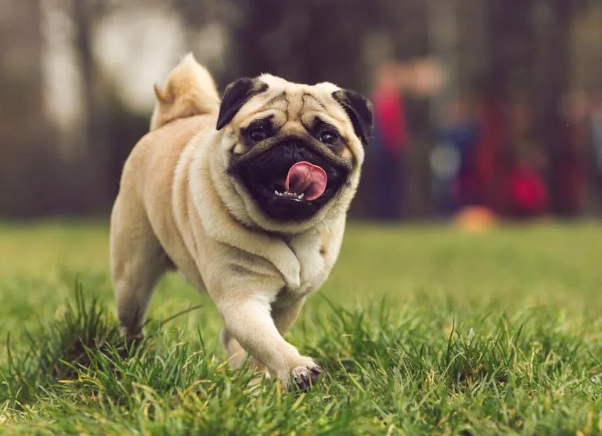 Vodafone Dog
