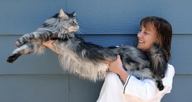 World Record Largest Maine Coon Cat