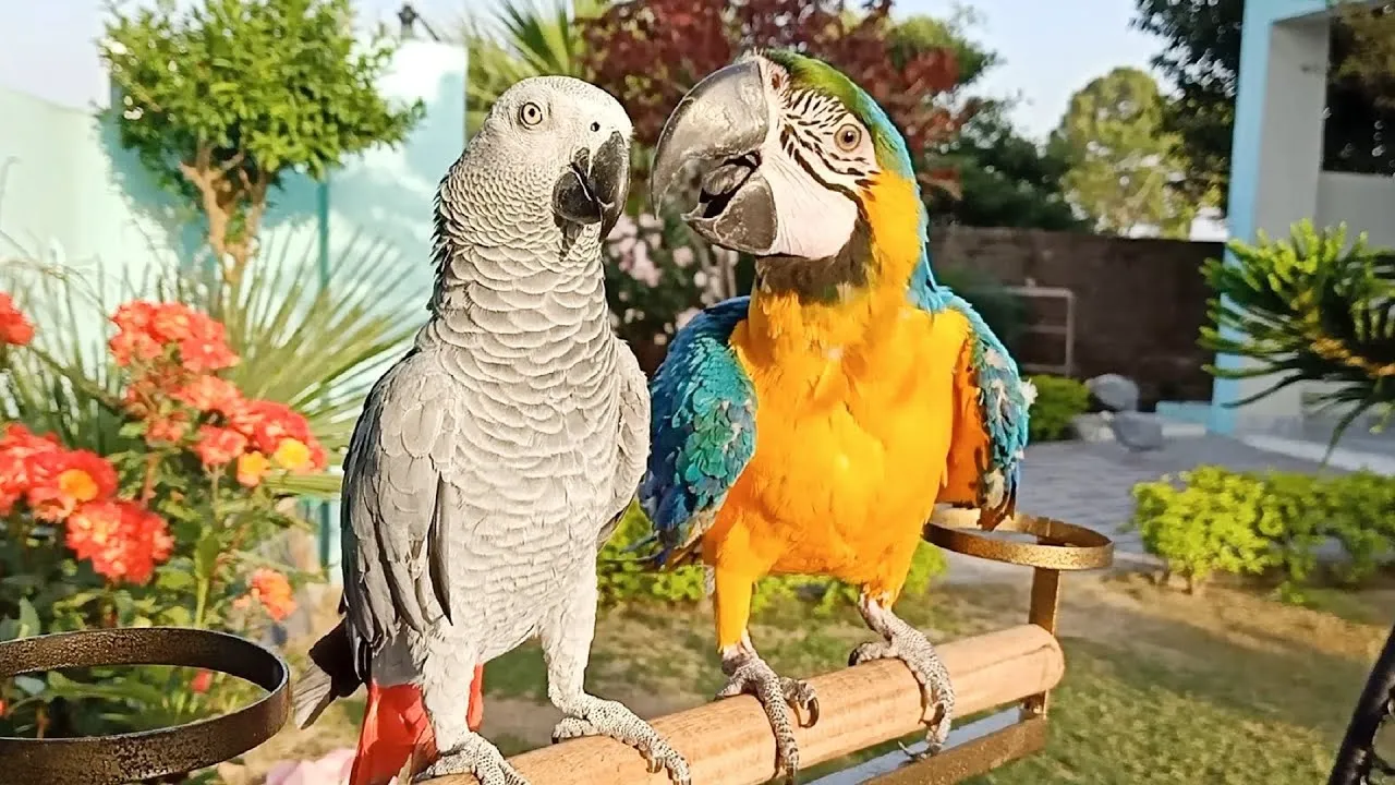 African Grey Parrot vs Macaw Parrot