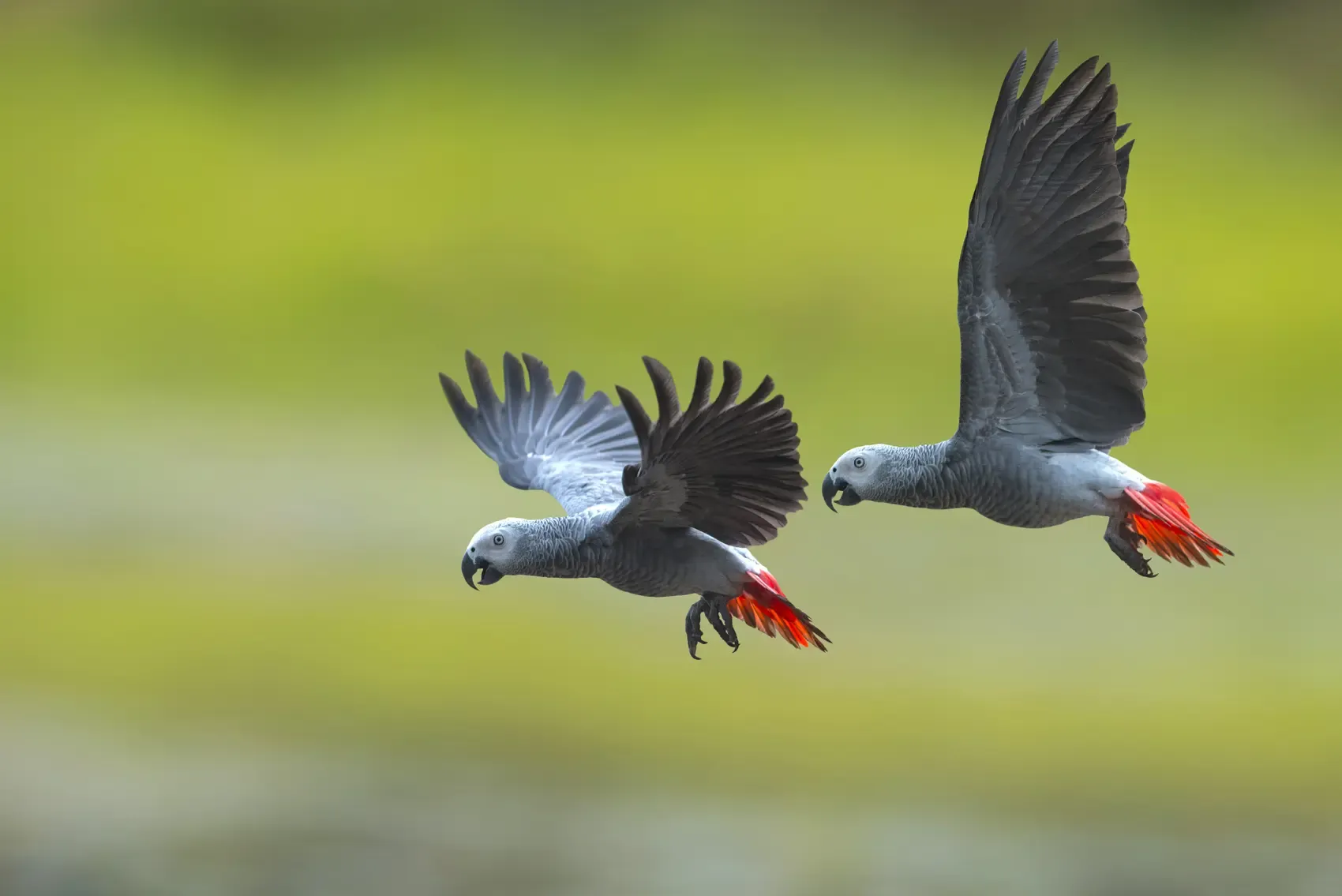 African Grey Parrot