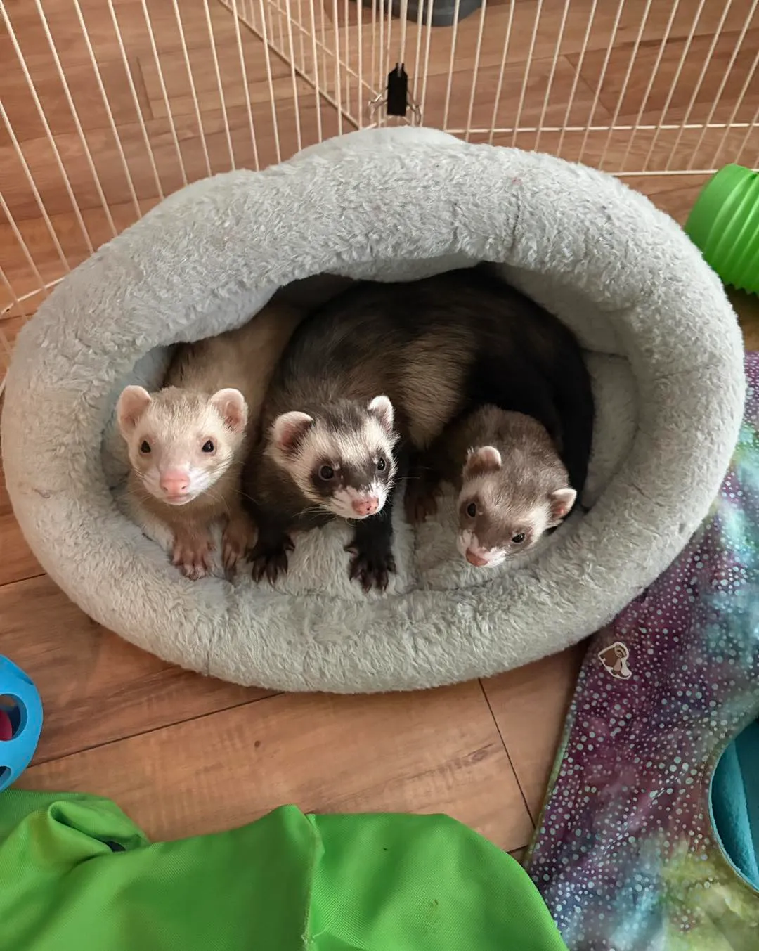Baby Ferret (Kit)