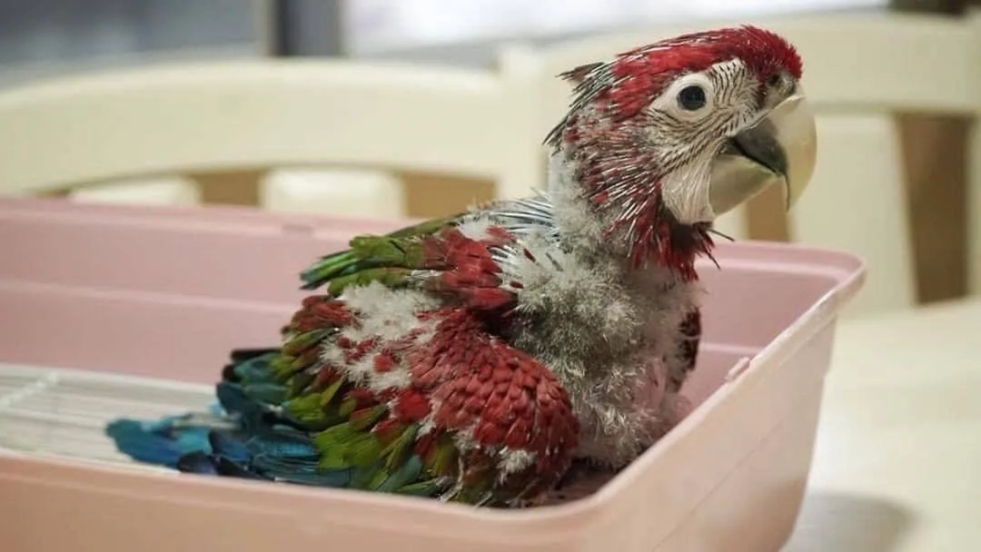 Baby Macaw Parrot Price