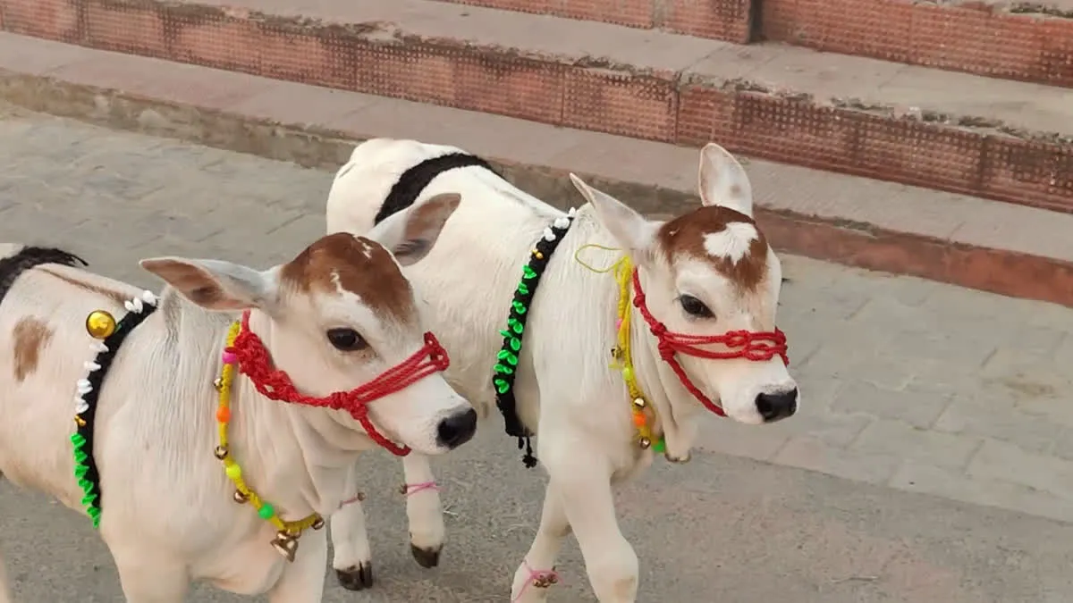 Baby Punganur Cow Price and Miniature Punganur Cow Price