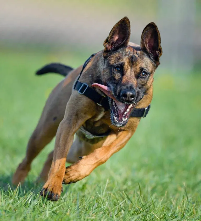 Belgian Malinois Bite Force