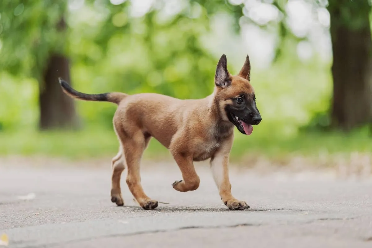 Belgian Malinois Puppy