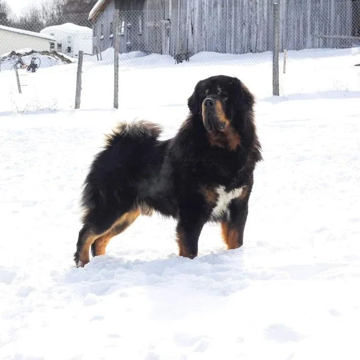 Bhotia Dog Bite Force