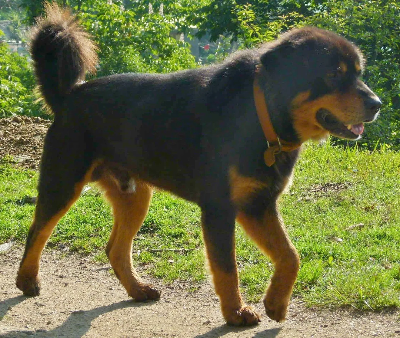 Bhotia Dog Price in India