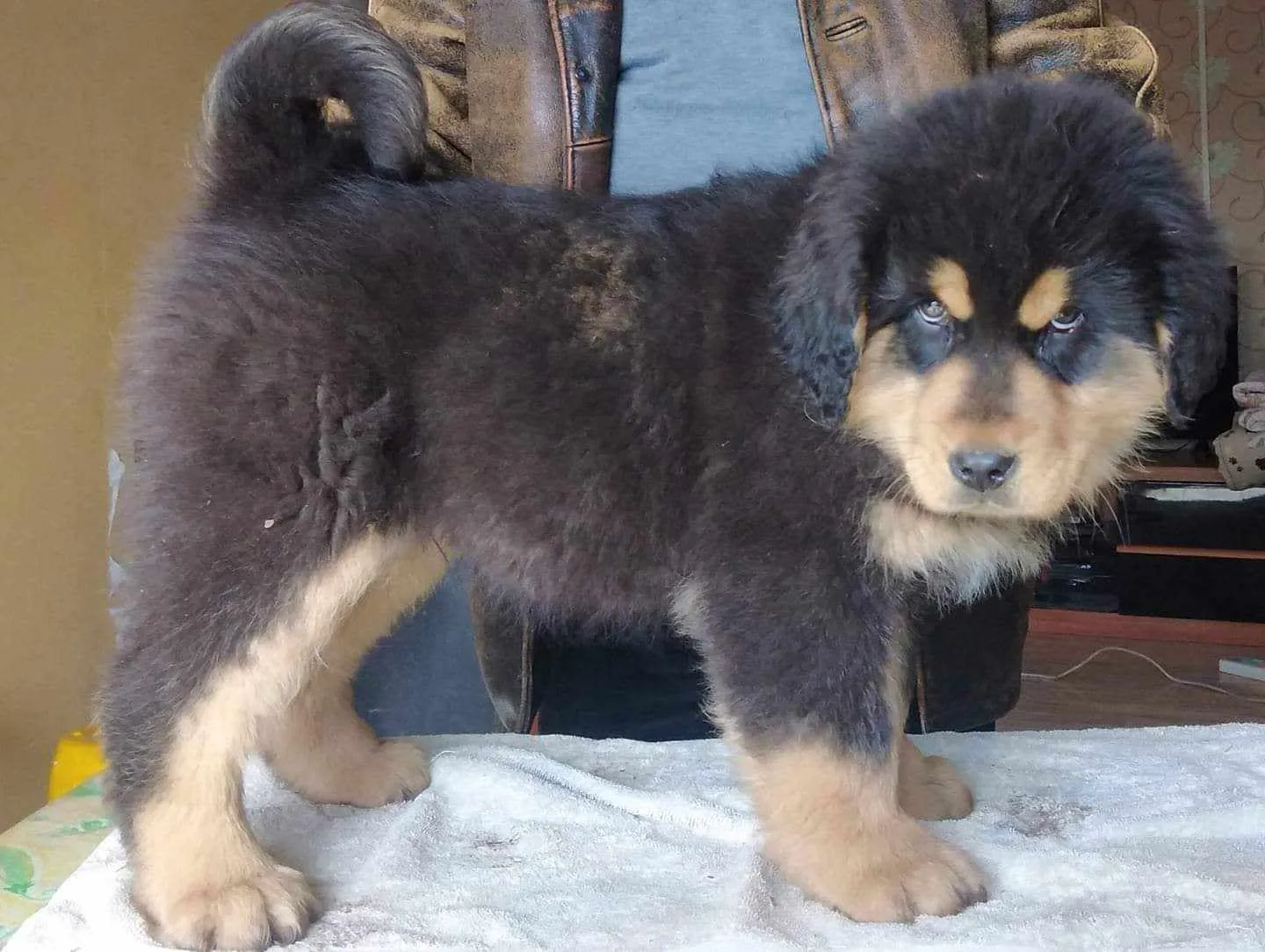 Bhotia Dog Puppy Price