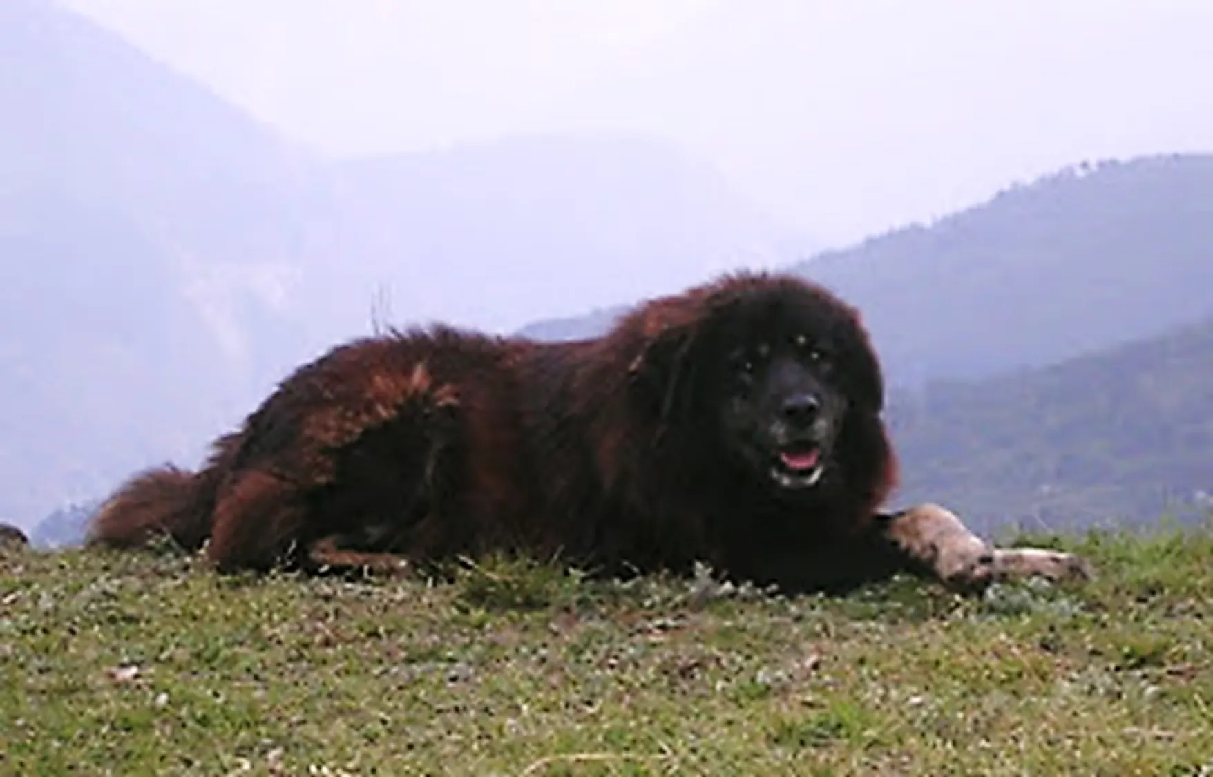 Bhotia Dog