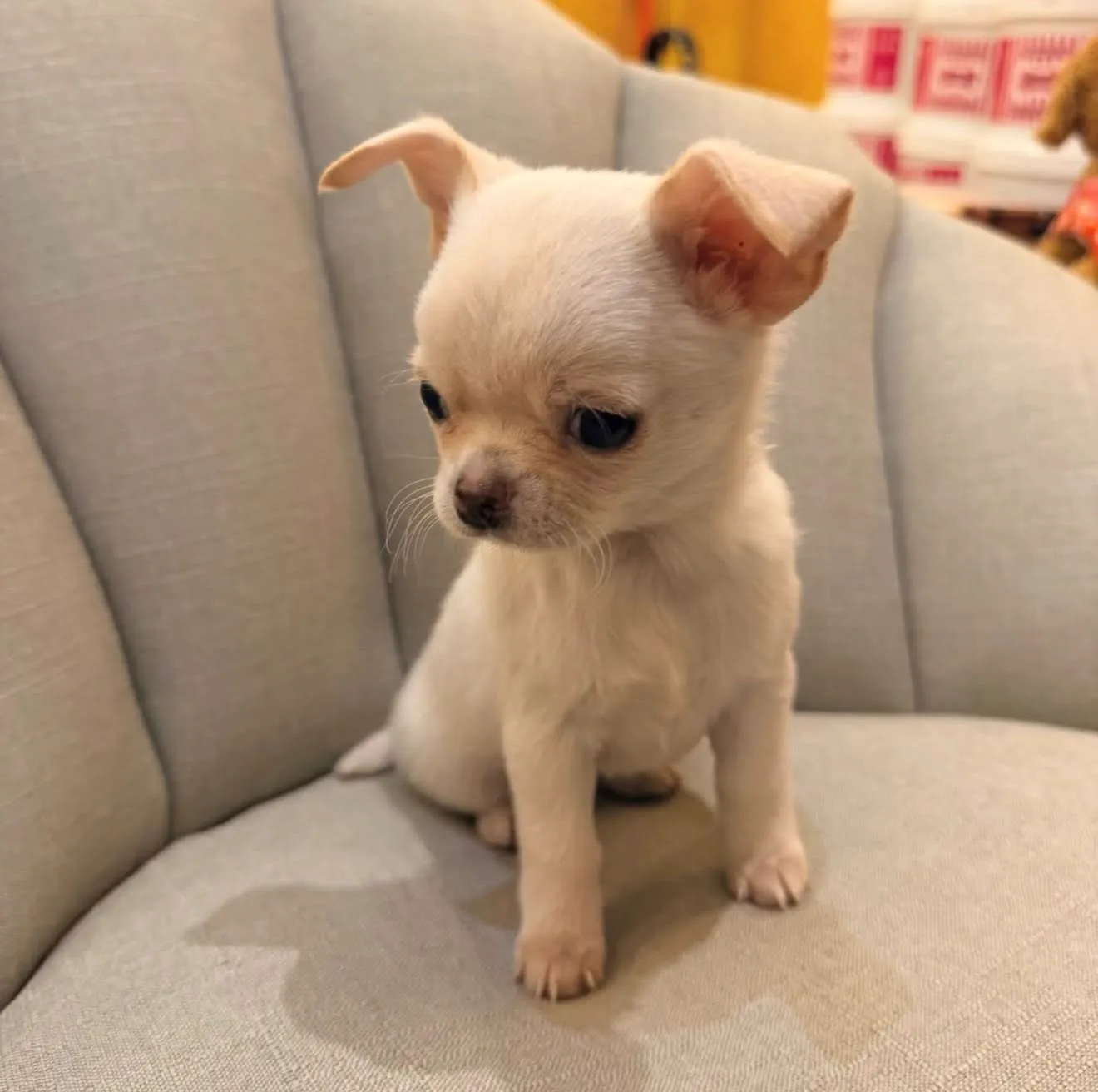 Chihuahua Dog