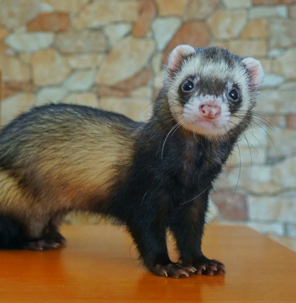 City-Wise Ferret Pet Price In India (2026)