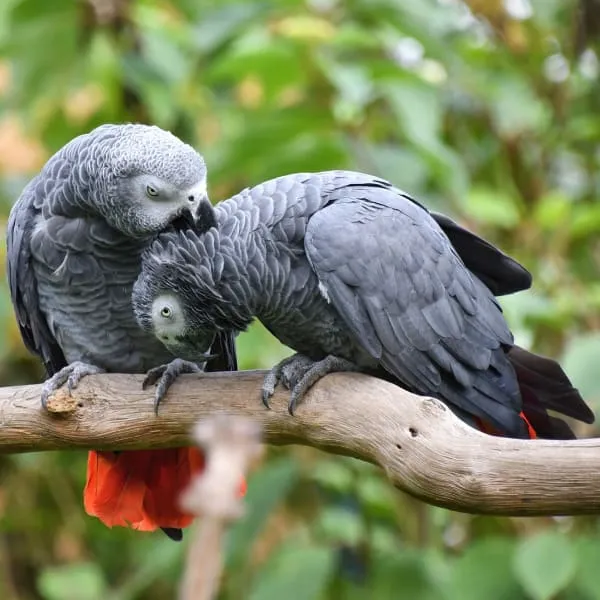 Congo Grey vs Timneh