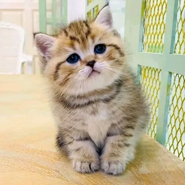 Environment for Munchkin Cats in India