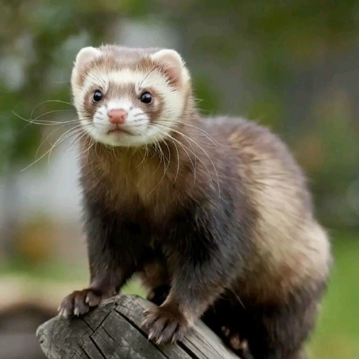 Ferret