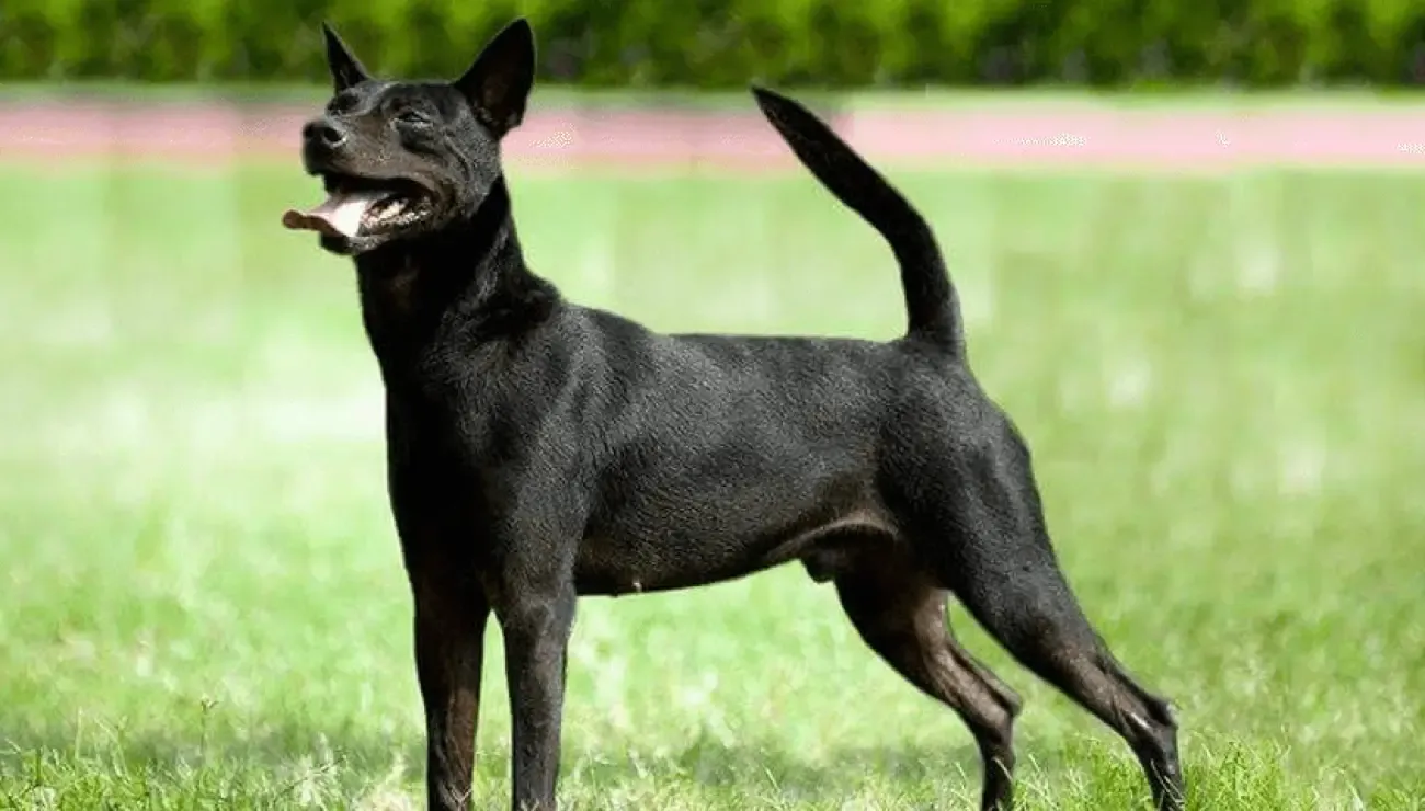 Formosan Mountain Dog Price