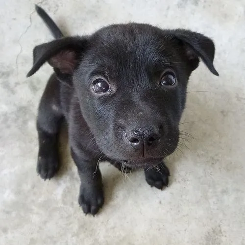 Formosan Mountain Dog Puppy