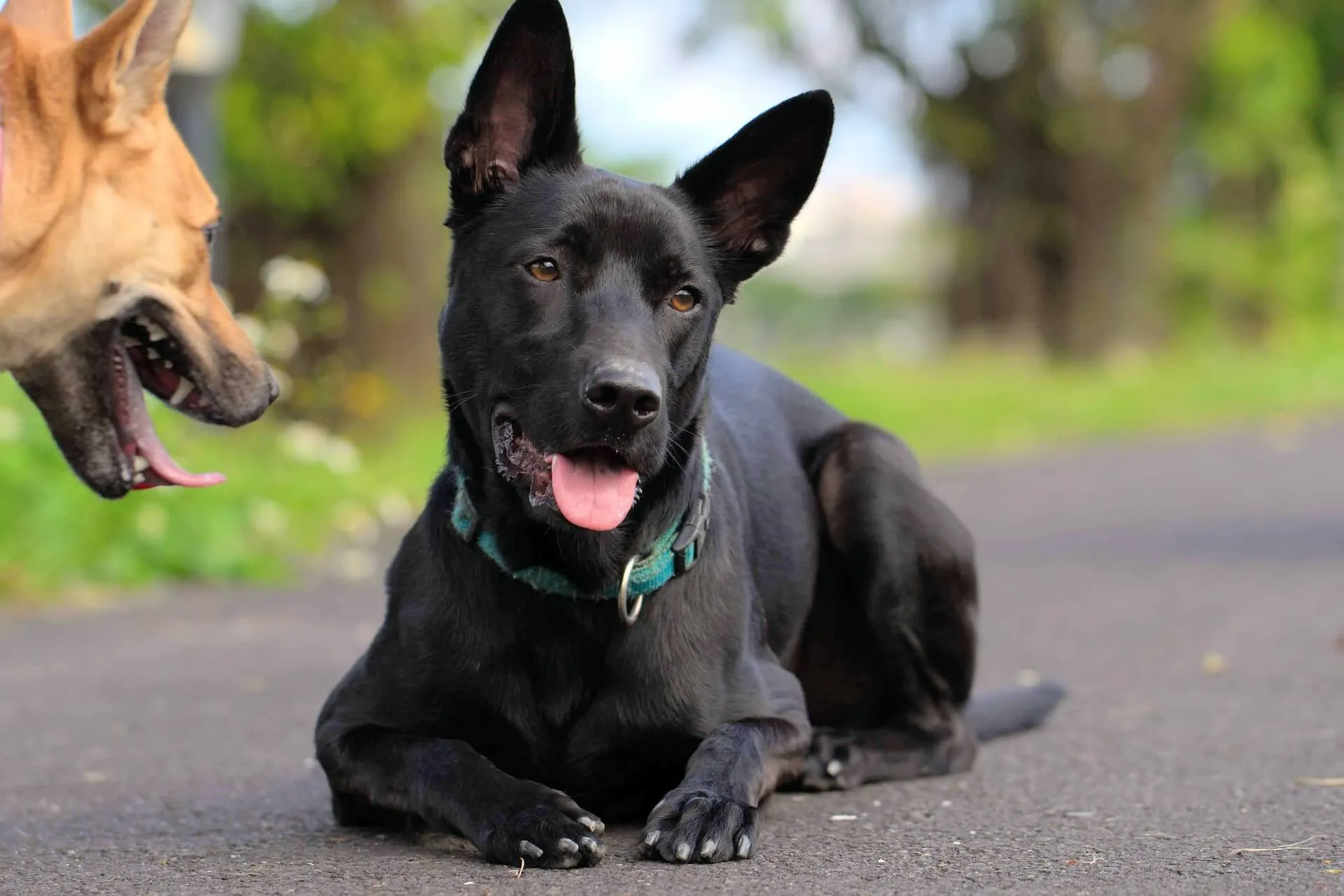 Formosan Mountain Dog Temperament