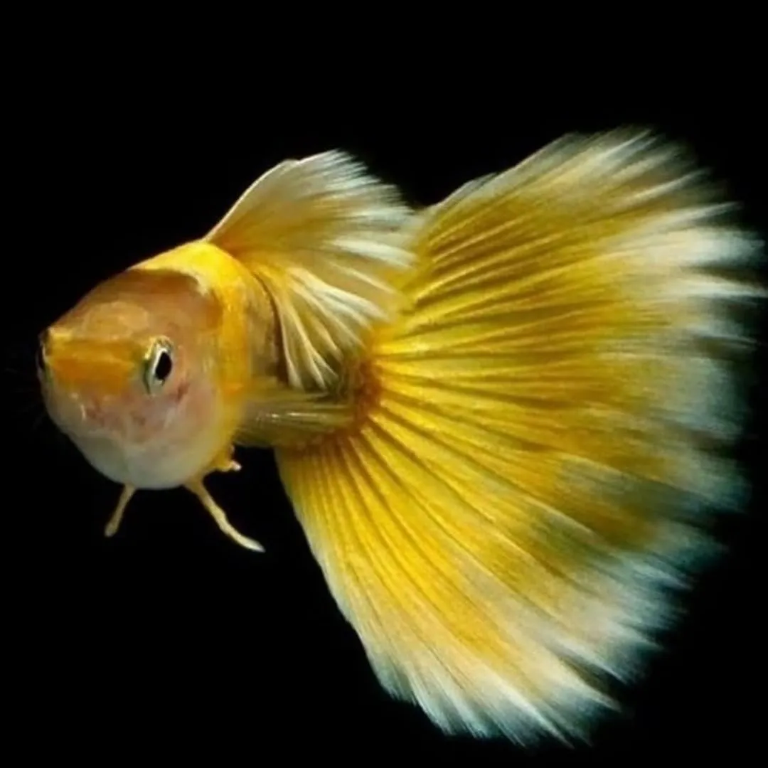 Gold Guppy Fish Price