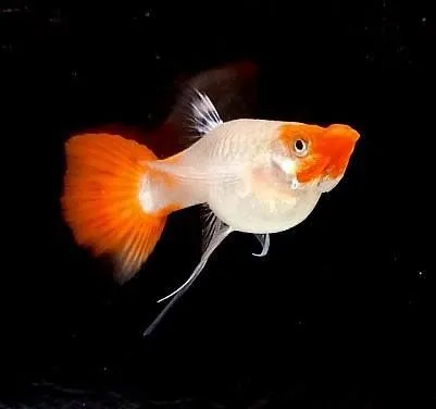 Guppy Fish Cost Breakdown