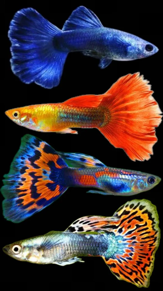 Guppy Fish Types and Price