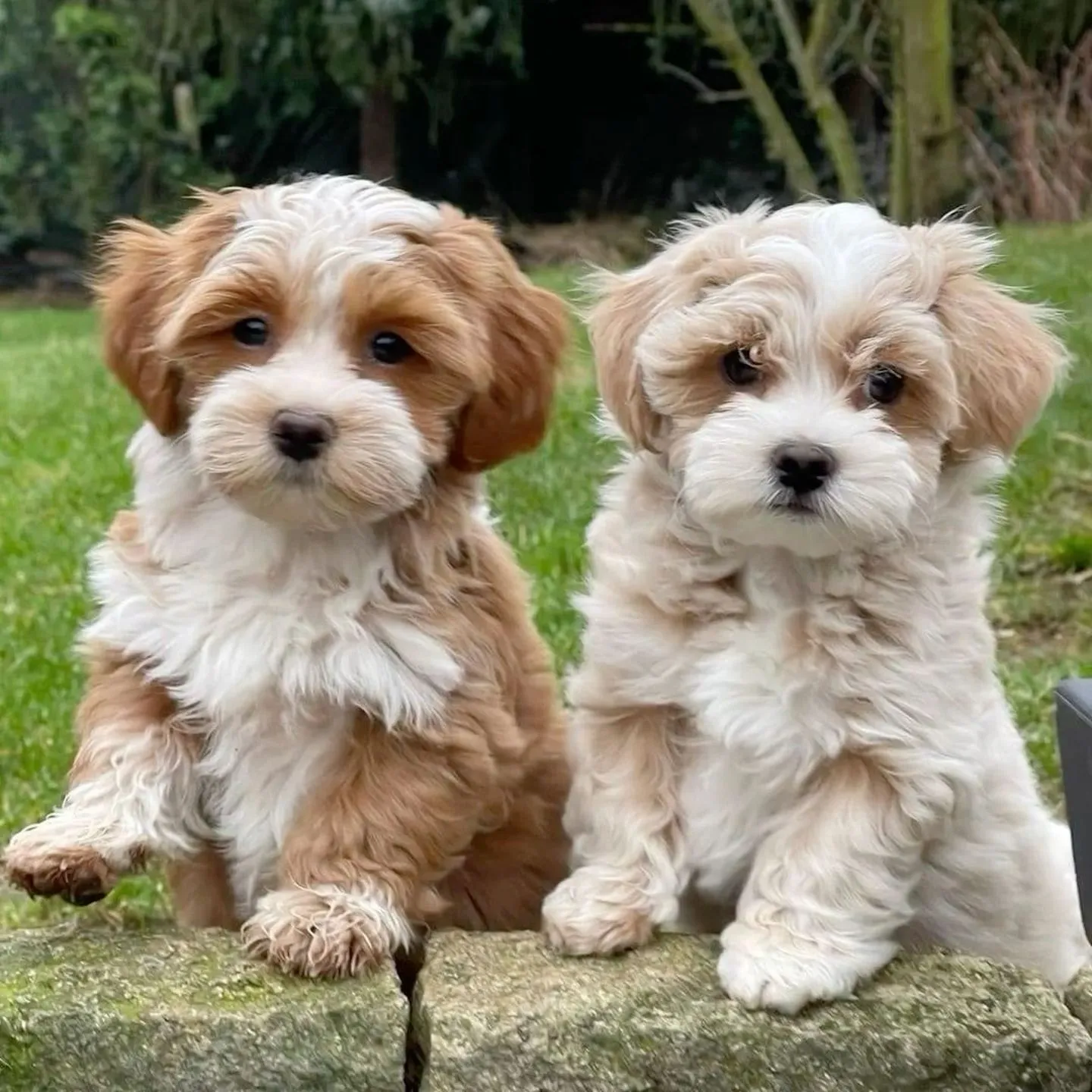 Havanese Dog Lifespan
