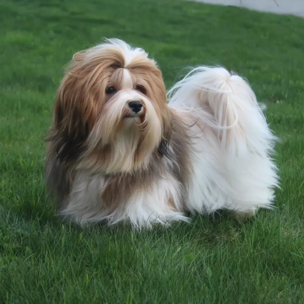 Havanese Dog Price In India