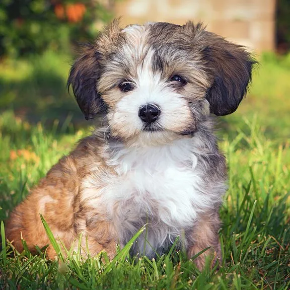 Havanese Dog Price