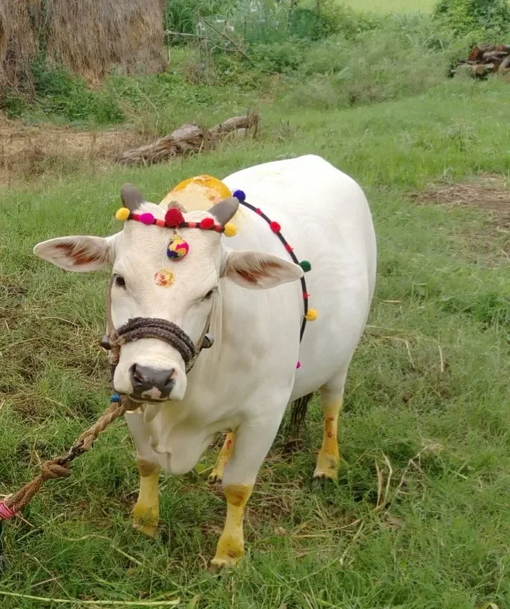 Health Issues in Punganur Cows