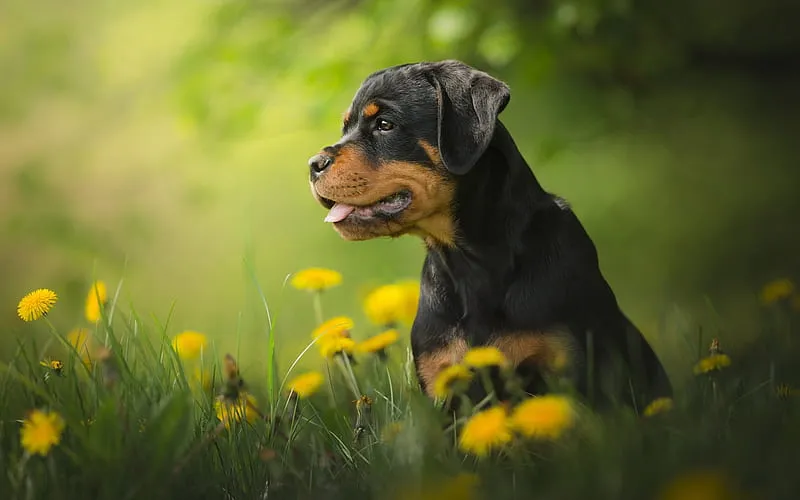 Health Issues in Rottweilers