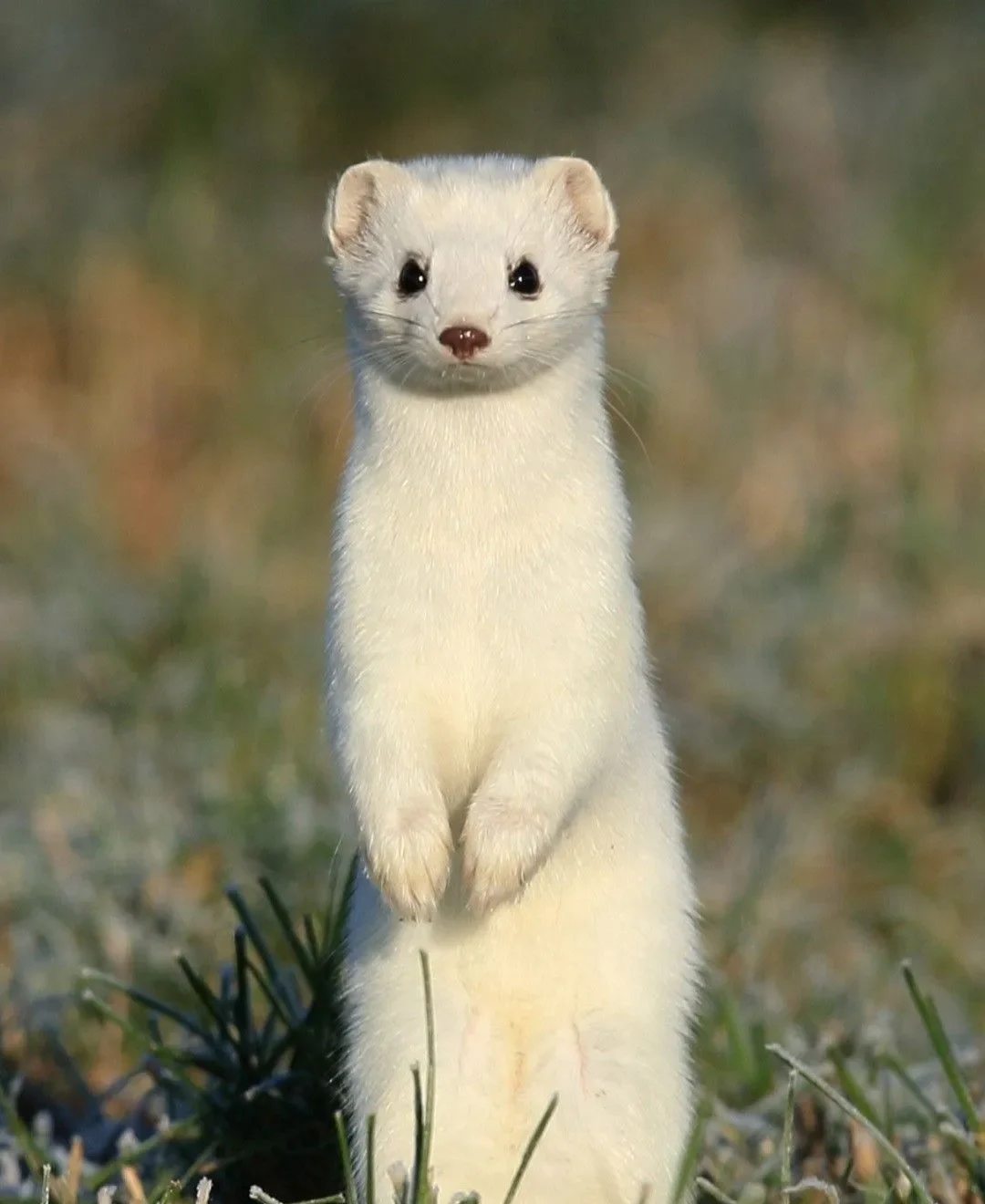How To Care For a Ferret