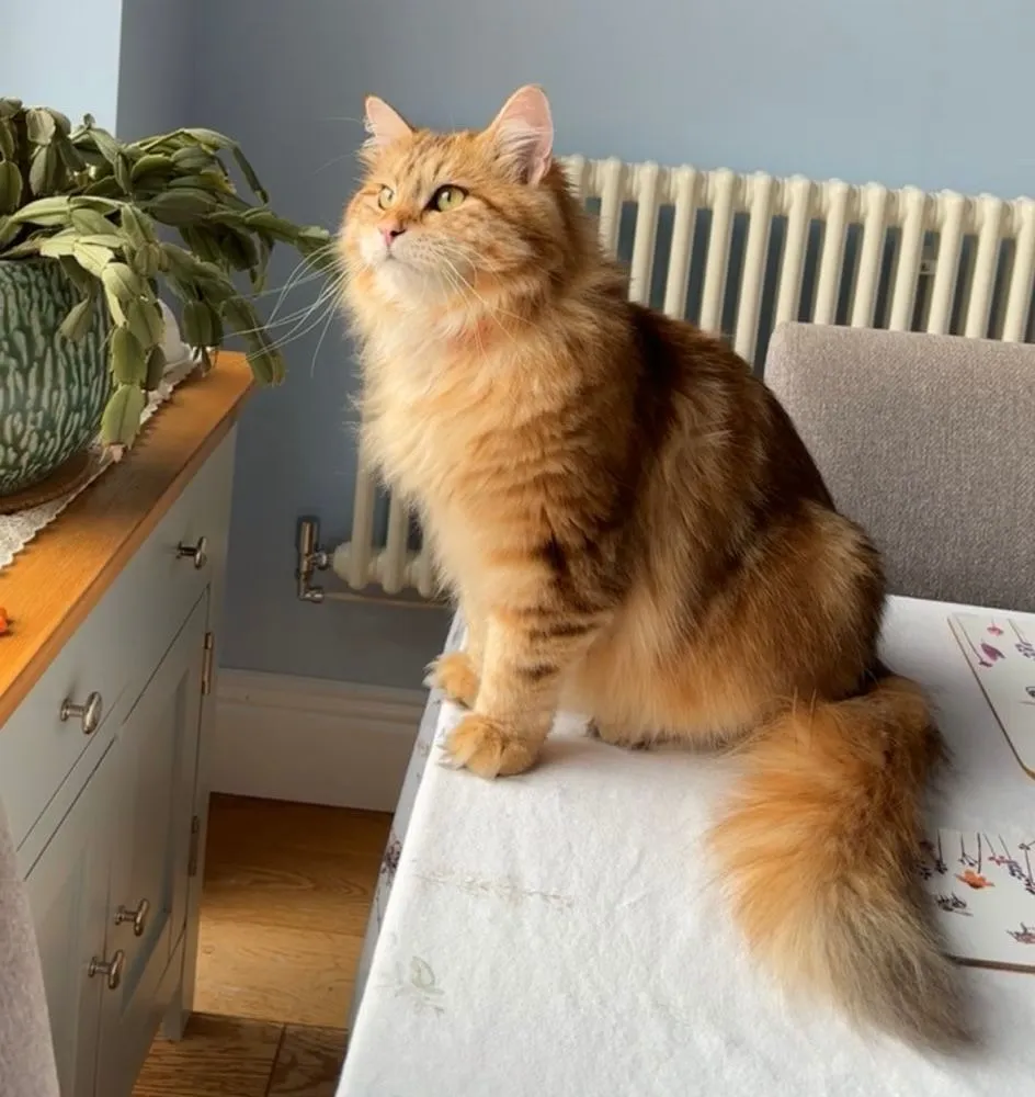 Hypoallergenic Siberian Cat