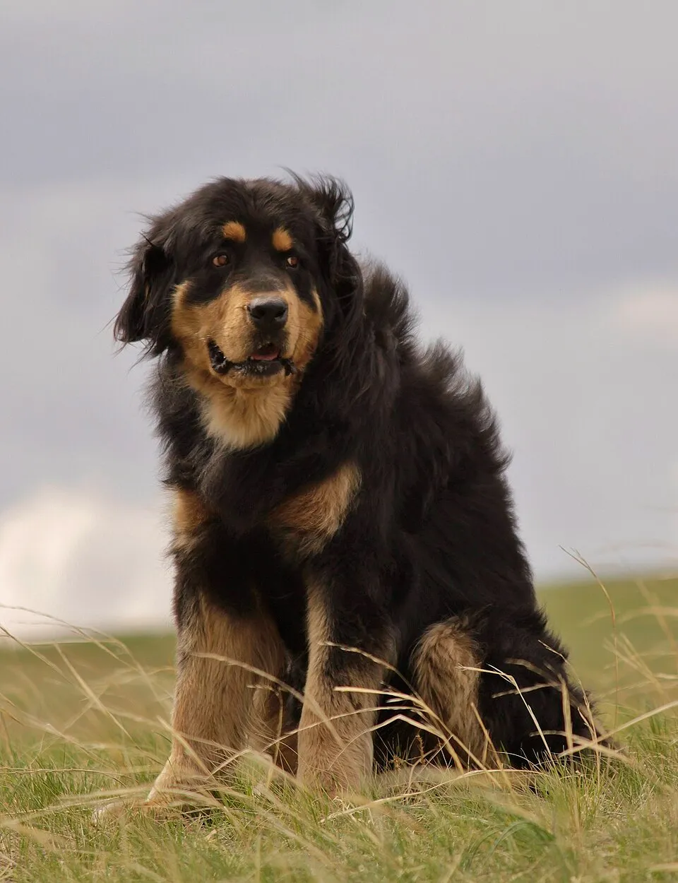 Is Bhotia Dog Dangerous