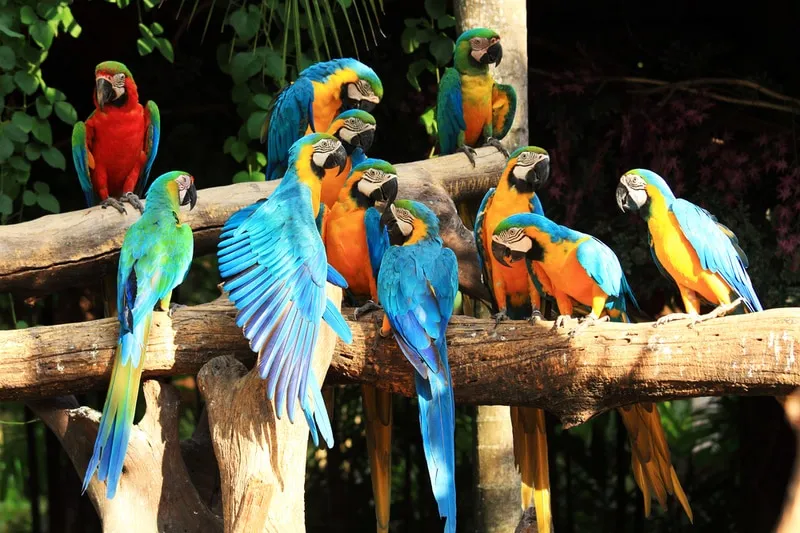 Macaw Parrot Colorful
