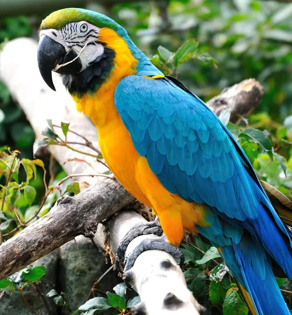 Macaw Parrot For Sale