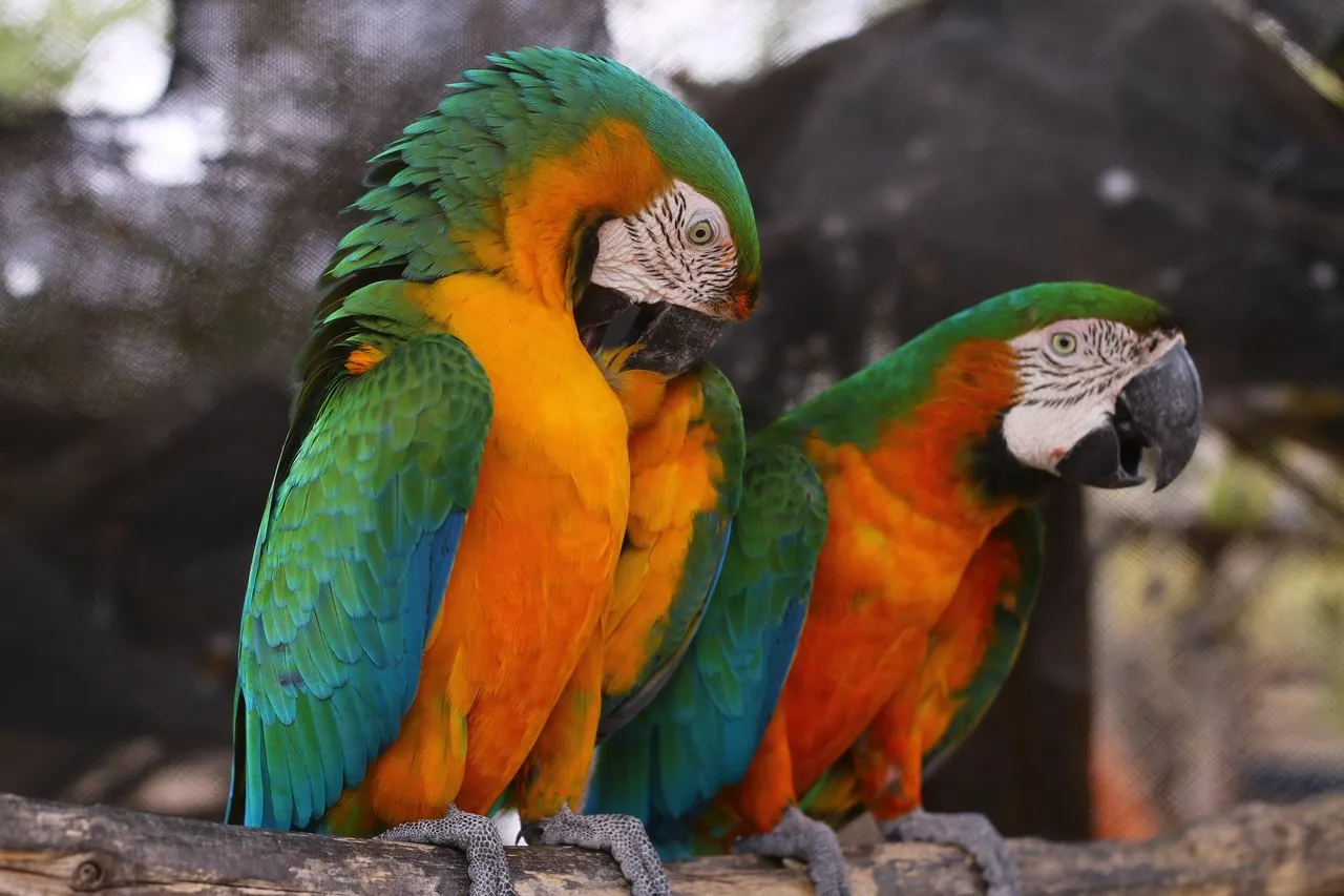 Macaw Parrot Price In Pakistan