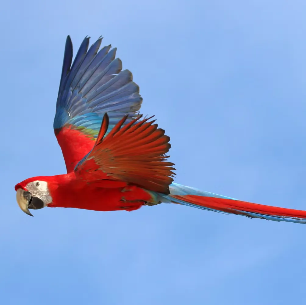 Macaw Parrot Price In the United States