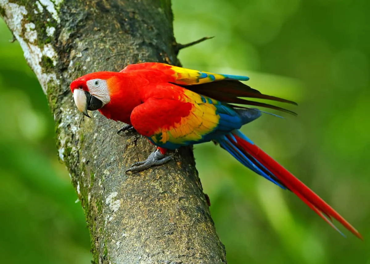 Macaw Parrot