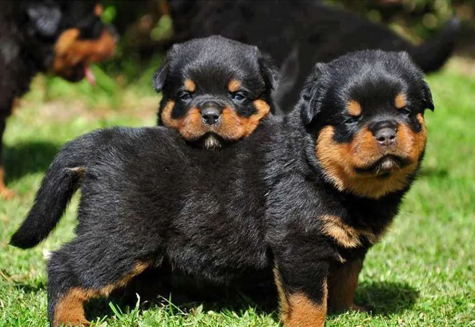 Male Rottweiler Price vs. Female